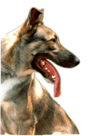 Dog Obedience