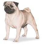 Am I a tough pug to housetrain?